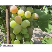 Черенки винограда ранних сортов.Азалия 2-5-3Н