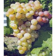Ранний винный сорт винограда Ароматный