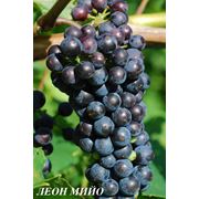 Саженцы винограда Леон Мийо фото