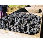 Саженцы винограда винных сортов фотография