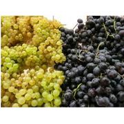 Саженцы винограда кишмишных сортов фотография