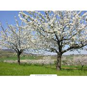 Саженцы вишни Интерфлора Украина. Купить саженцы вишни фото