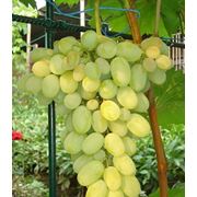 Саженцы винограда ранних сортов купить Украина