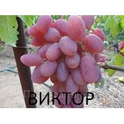 Виноград Виктор (Бердянск) саженцы винограда саженцы винограда купить саженцы винограда почтой саженцы столового винограда.
