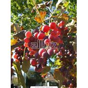 Саженцы винограда винных сортов фото