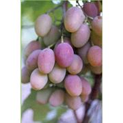 Саженцы винограда Радуга