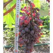 Саженцы винограда кишмишных сортов купить Украина