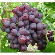Саженцы винограда Богун. В наличии. Оптом и в розницу фото