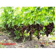 Саженцы винограда сверхранних сортов Томайский фото