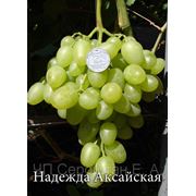 Виноград Надежда Аксайская (Бердянск) саженцы винограда саженцы винограда купить продажа саженцев винограда саженцы винограда почтой саженцы столового винограда.