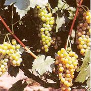 Саженцы винограда Мускат Одесский сорт ранний винный