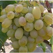 Саженцы винограда Новый подарок Запарожью фото