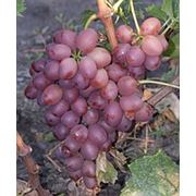 Саженцы винограда сорта Ливия. Саженцы оптом и в розницу фото