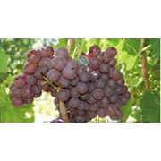 Саженцы винограда сверхранних сортов фотография