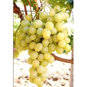 Саженцы винограда Аркадия Крым фотография