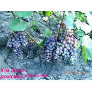 Саженцы винограда кишмишных сортов Кишмиш Запорожский фото