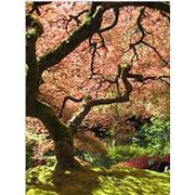 Клен дланевидный (высокий) Acer palmatum фотография