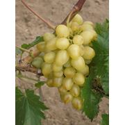 Саженцы винограда Лора Крым фотография