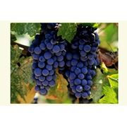 Саженцы винограда сорта Мерло фото