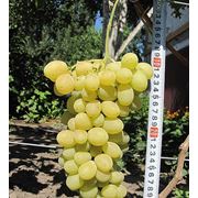 Саженцы винограда сверхранних сортов купить Украина