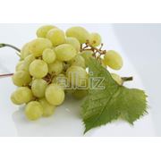Саженцы винограда сверхранних сортов фотография