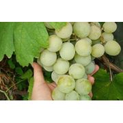 Саженцы винограда поздних сортов купить Украина фотография