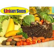 Unigen Seeds. Пакетированные семена овощей. Сельское хозяйство.