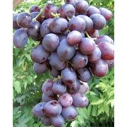 Посадочный материал столовых и кишмишных сортов винограда