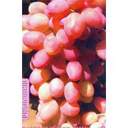 Саженцы винограда средних сортов. Анюта ( Талисм х К. луч.) фотография