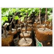 Саженцы винограда в кассетах горшочках и с открытой корневой системой. фотография