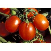 Пакетированные семена овощных культур томаты Зореслав. фото