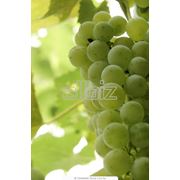 Черенки винограда очень ранних сортов фото