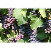 Черенки винограда очень ранних сортов купить оптом Украина большие объемы