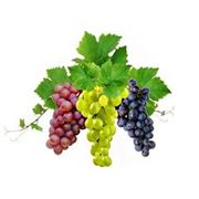 Чубуки элитных сортов винограда купить Украина Мелитополь фотография
