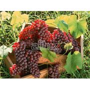 Саженцы винограда универсальных сортов фото