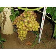 Саженцы винограда Азалия фото