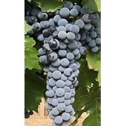 Саженцы винограда Каберне Совиньон фото