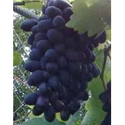 Черенки винограда фотография