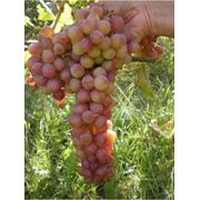 Мечта ягодное хозяйство купить оптом саженцы винограда Гурман ранний Запорожье саженцы винограда оптом Украина