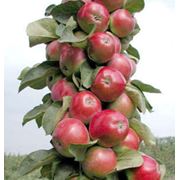 Саженцы яблонь Джин Украина купить цена.