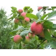 Деревья плодовые: яблоня вишня фото