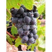 Черенки винограда поздних сортов фотография