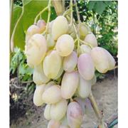 Саженцы винограда средних сортов купить Украина