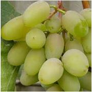 Саженцы винограда Белый Кокл фотография