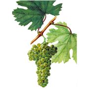 Саженцы винограда Фетяска белая средний винный сорт