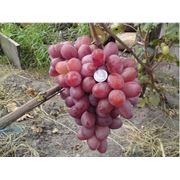 Мечта ягодное хозяйство оптом саженцы винограда Гурман Украина