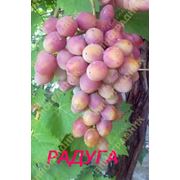 саженцы винограда - радуга фото