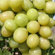 Мечта ягодное хозяйство заказать оптом виноград сорт Благовест Запорожье заказать оптом купить оптом цена Украина
