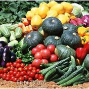 Пакетированные семена овощей