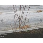Саженцы нектарина саженцы персика Херсон фото